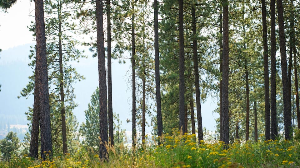 A forest with tall pine trees and yellow wildflowers.