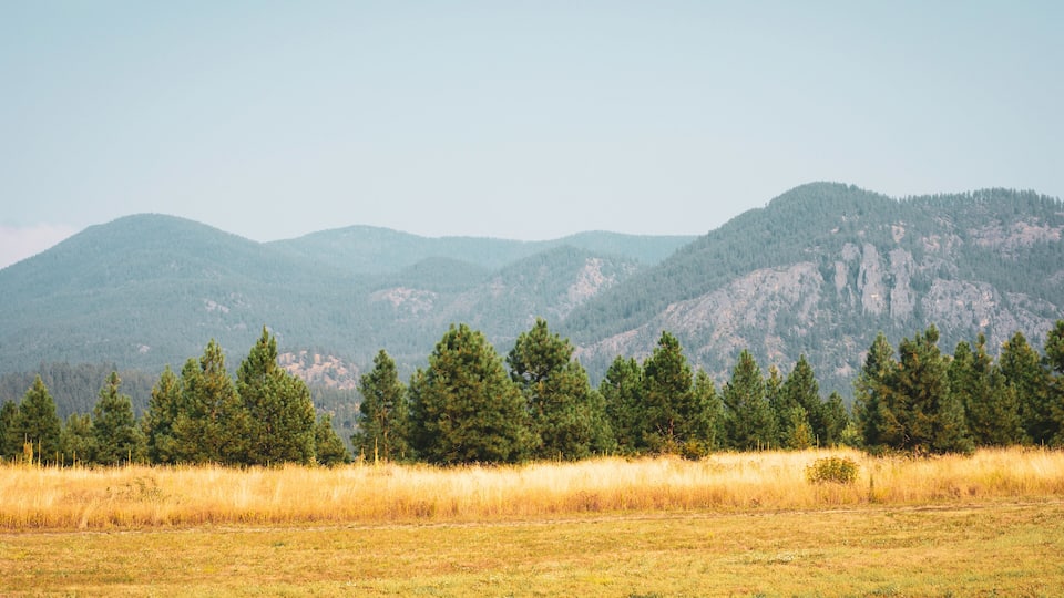 A mountainous landscape with a field of grass and a line of trees in the foreground.