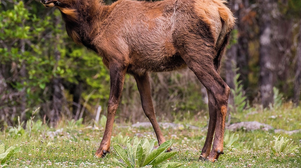 Rocky Mountain Elk
Almost forgot about this. I've been combing through my old files to find a specific one and I ran across this fellow.
He was right where the man who contracts out all the wildlife gardening for SW Washington told me he would be.
In the summer, the large elk herds we're all familiar with tend to break up into smaller units of about 10-12 members, each run by a matriarchal leader. They roam the lowlands while the lone males bumble about wherever they please (usually in the mountains).
This young male was part of one of those smaller groups, which I saw in its entirety after he and a female he was grazing with took off into the woods.
Note: PacifiCorp (a utility holding company) and the State are partnering up to create a Rocky Mountain Elk sanctuary in the area surrounding some of the Company's old dams and adjacent property.