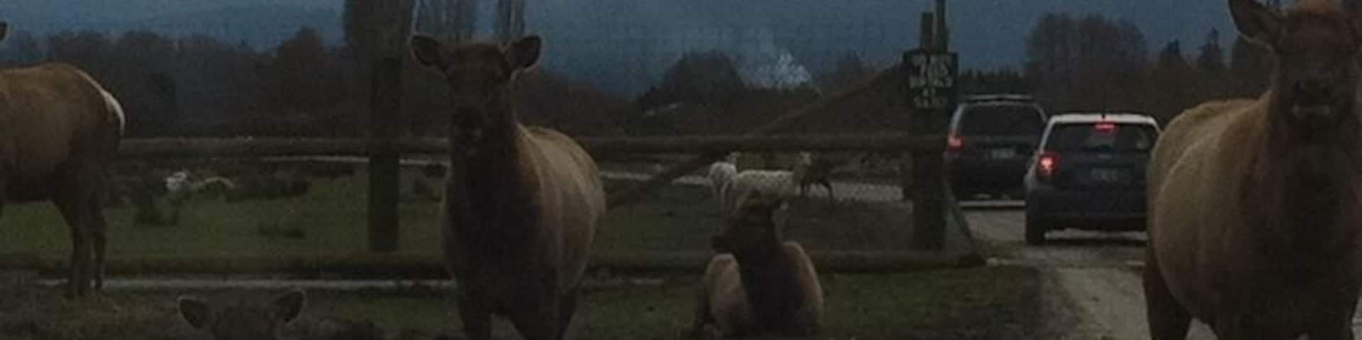 Olympic game farm. My kids had a great time at this place and It was nice seeing them up close but nothing compares to seeing them in the wild.