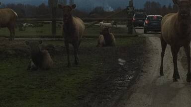 A rural road with horses and sheep, a car, and a mountain range in the background.