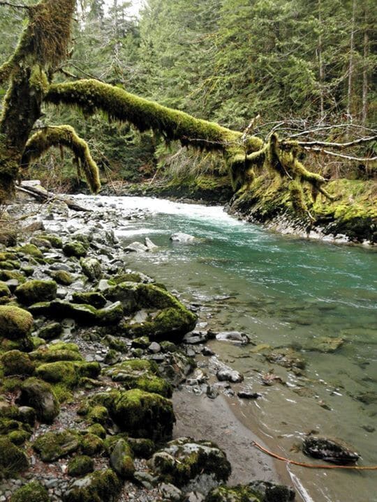 A river with clear water, surrounded by moss-covered rocks and trees.