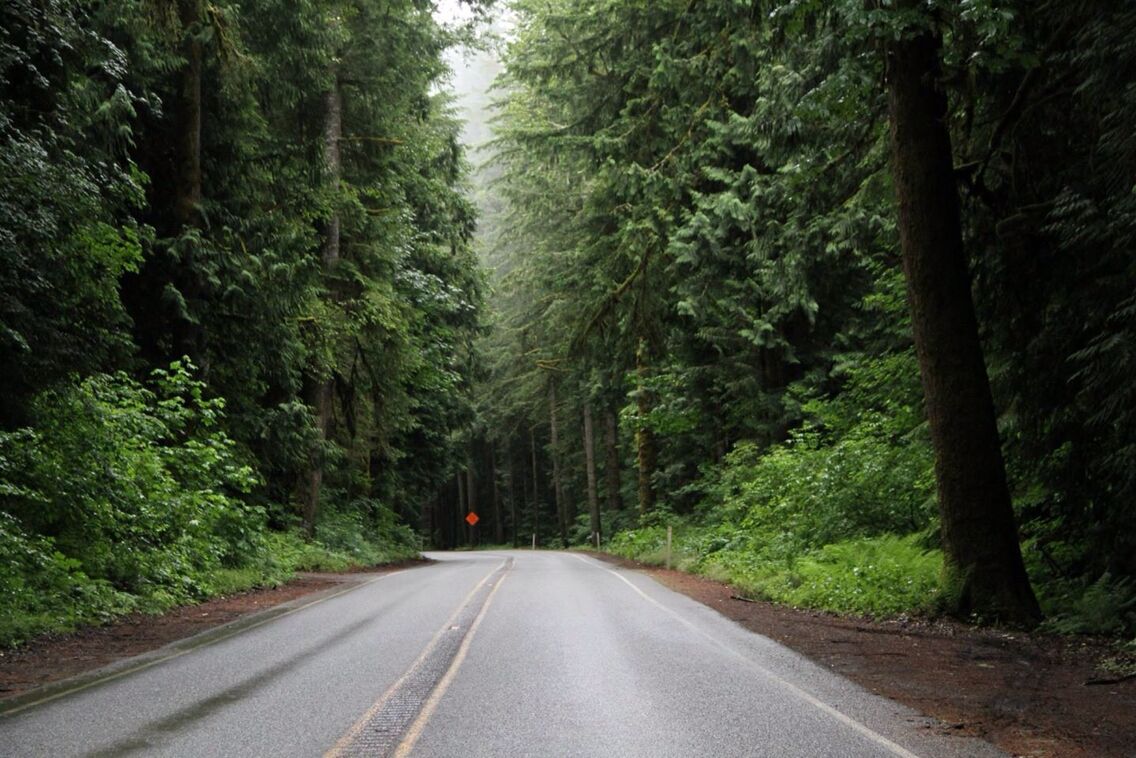 Fir- Covered Highway