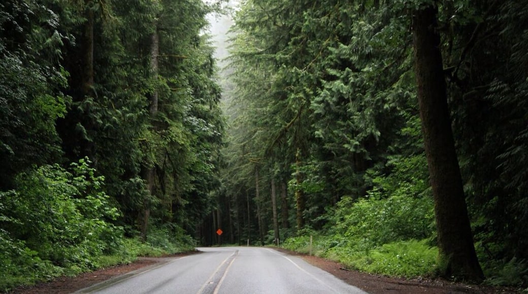 Fir- Covered Highway