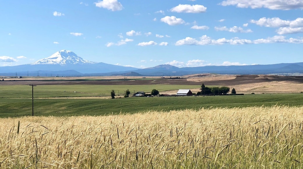 Mt Adams in the distance with Goldendale’s wheat and alfalfa fields in the foreground.