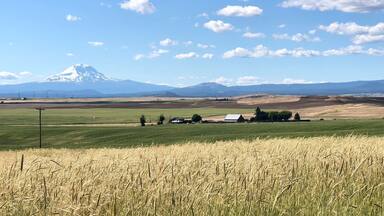 Mt Adams in the distance with Goldendaleâs wheat and alfalfa fields in the foreground.