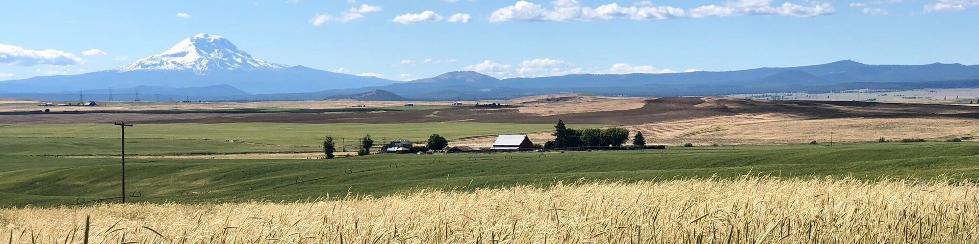 Mt Adams in the distance with Goldendale’s wheat and alfalfa fields in the foreground.