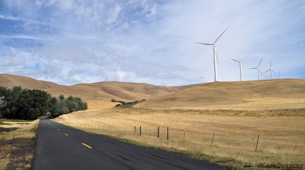 Maryhill Loops Road was completed in 1913 and was the result of Sam Hill's advocacy for modern roads being built in the Northwest.
The road is 10 miles long, has 25 curves (8 of them hairpin), an elevation gain of 850 ft. and a 5% grade.
Pedestrians and bikers can use the road most days 7 am to 5 pm. A couple of times a year the road is open to vehicles.
#roadtrip #hiking #biking #explorewashington