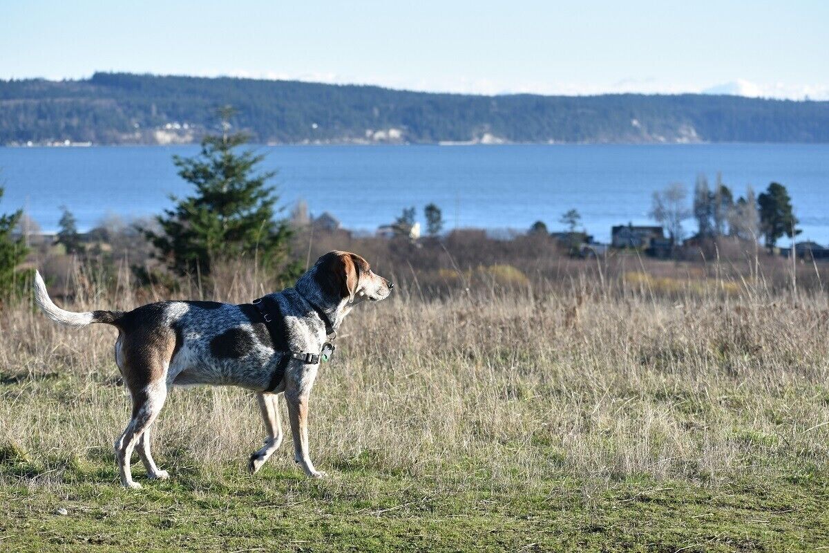Greenbank Farm off-leash area.