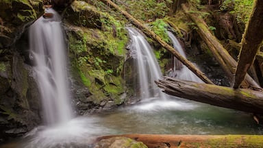 Una cascada fluye sobre rocas cubiertas de musgo en un área boscosa.