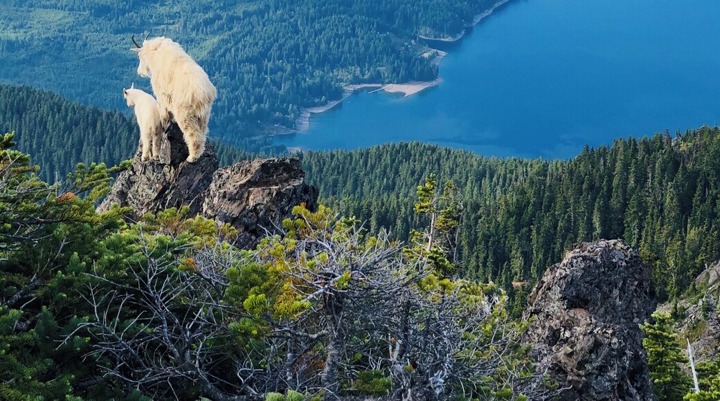 Bitter sweet moment watching these goats play in the mountains of Olympic National Park, just days before they were relocated to the Northern Cascades. #adventure