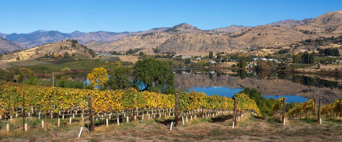 A vineyard with grapevines in autumn colors, a lake reflecting the scenery, and mountains in the background.