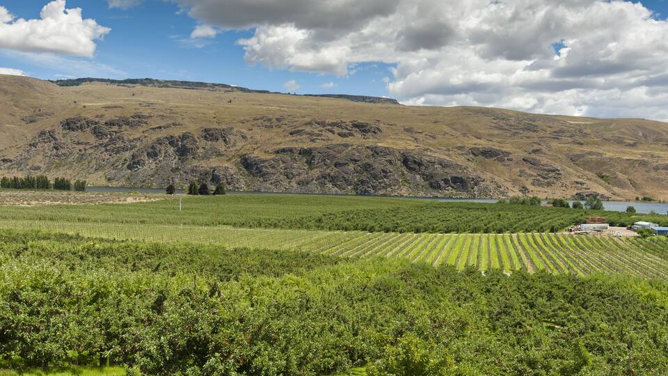 A vineyard with rows of grapevines, a lake, and rolling hills in the background.