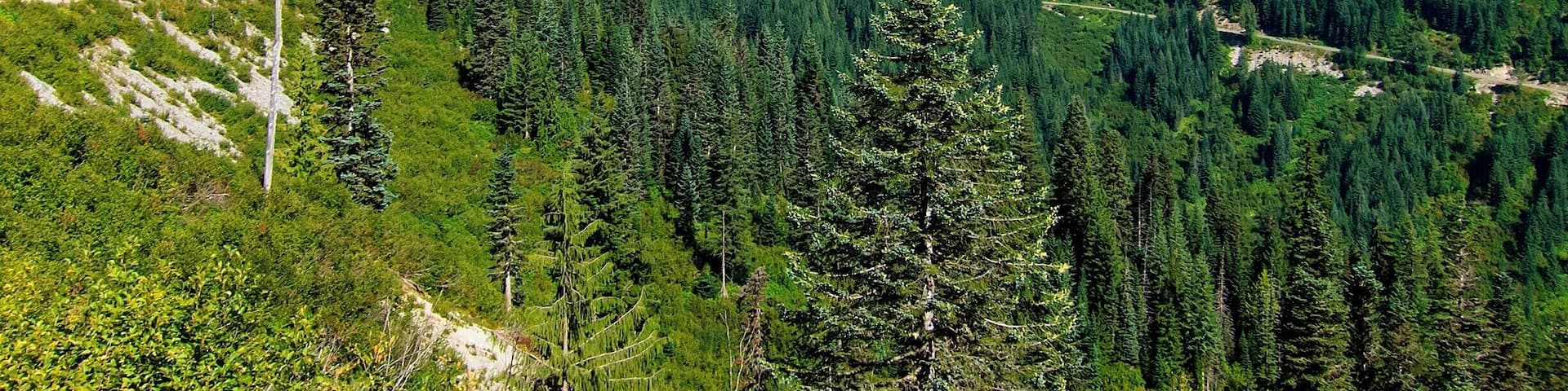 A snow-capped mountain, dense forest, and a clear blue sky.