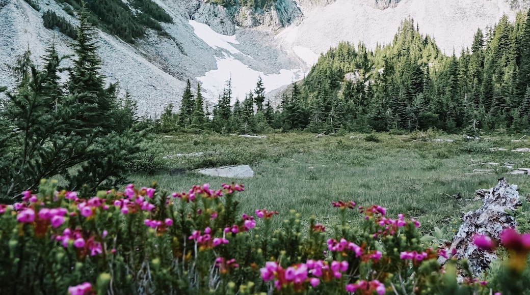 Mount Rainier is so beautiful this time of the year. The wildflowers are in full bloom. (as are the mosquitoes). This trail leads to Bench and Snow Lakes and is only 2.5 miles roundtrip. On the way back, you should stop by Louise Lake and Reflection Lakes. It's a beautiful area of the park to explore if you want to avoid the crowds at Paradise. #Nature