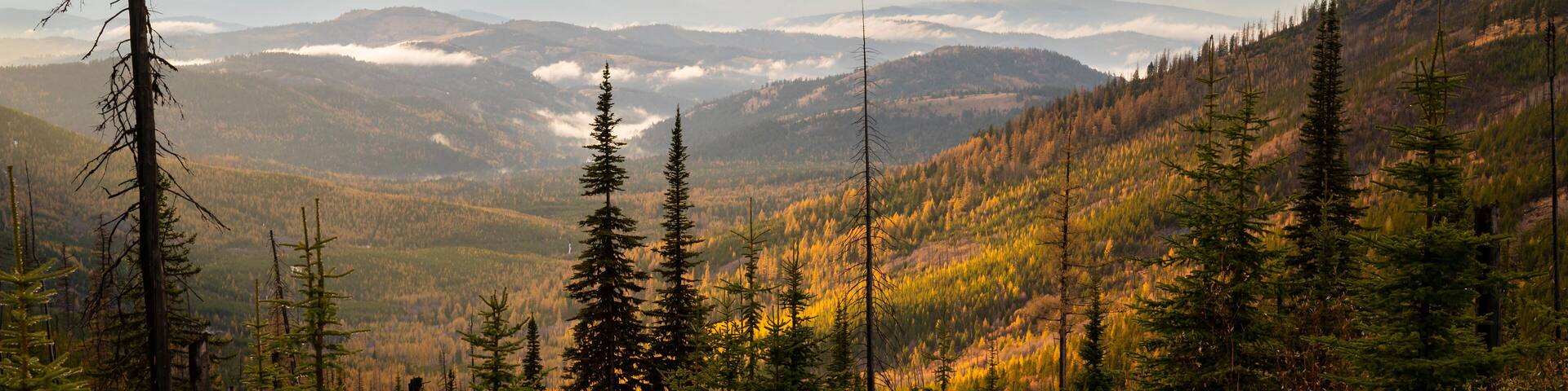 Colville National Forest In The Fall