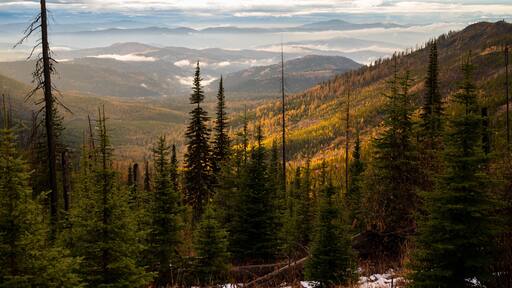 Colville National Forest In The Fall