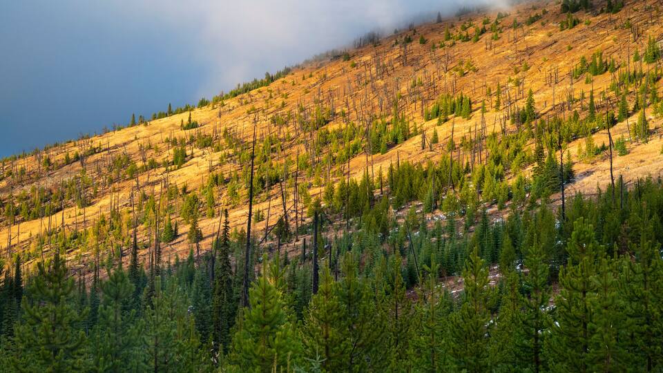 A hillside with a mix of dead and live trees, likely affected by a fire.