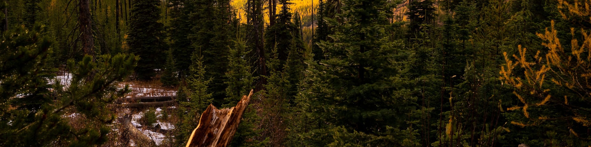 Colville National Forest in The Fall