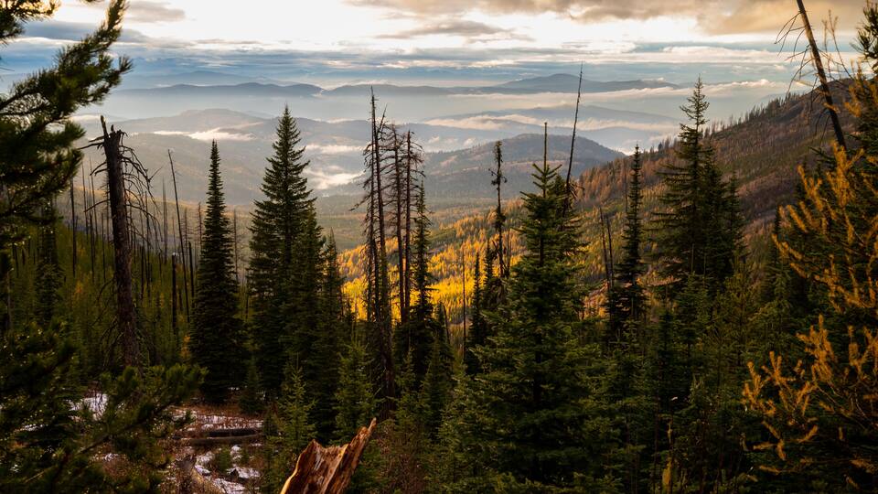 A forest with dead trees and a mountain range in the background.