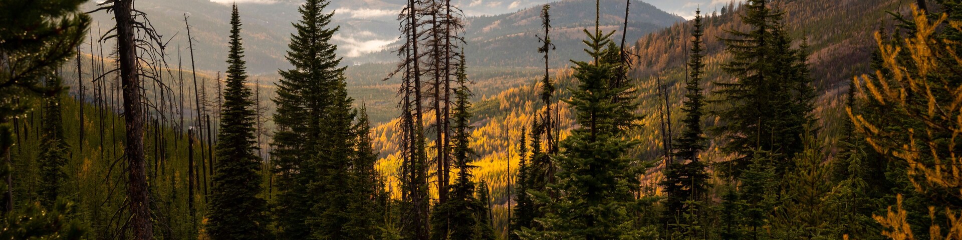 Colville National Forest in The Fall
