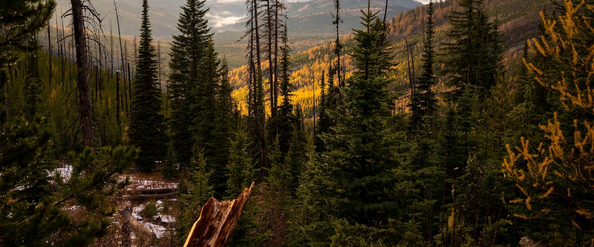 Colville National Forest in The Fall