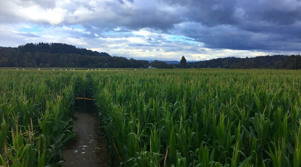 Maze field in October in Washington. #green