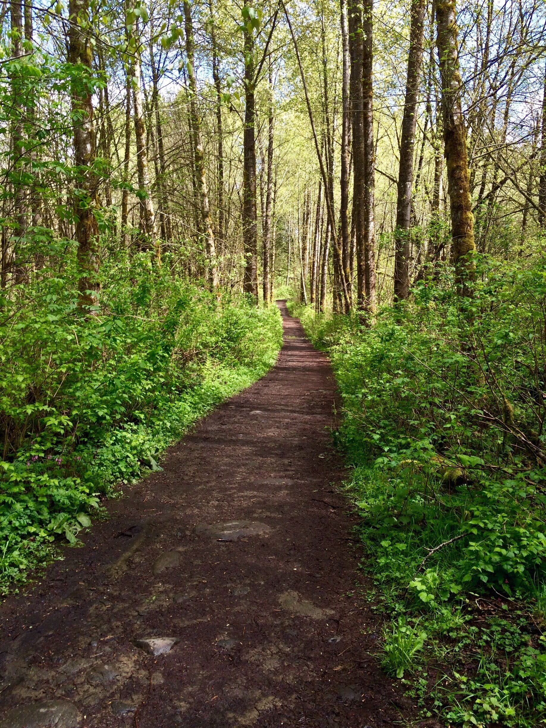 A narrow dirt path through a dense forest with tall trees and lush greenery.