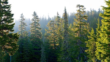 Forest at Mount Rainier National Park at sunrise, Washington State, USA