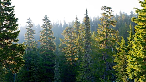 Forest at Mount Rainier National Park at sunrise, Washington State, USA