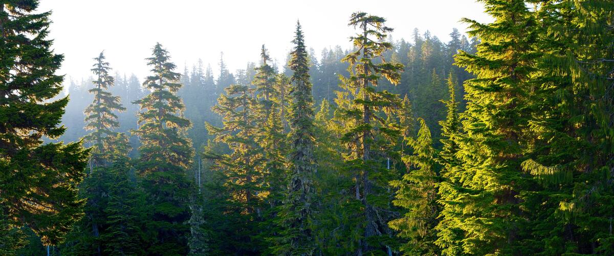 A dense forest with tall evergreen trees and sunlight filtering through the canopy.