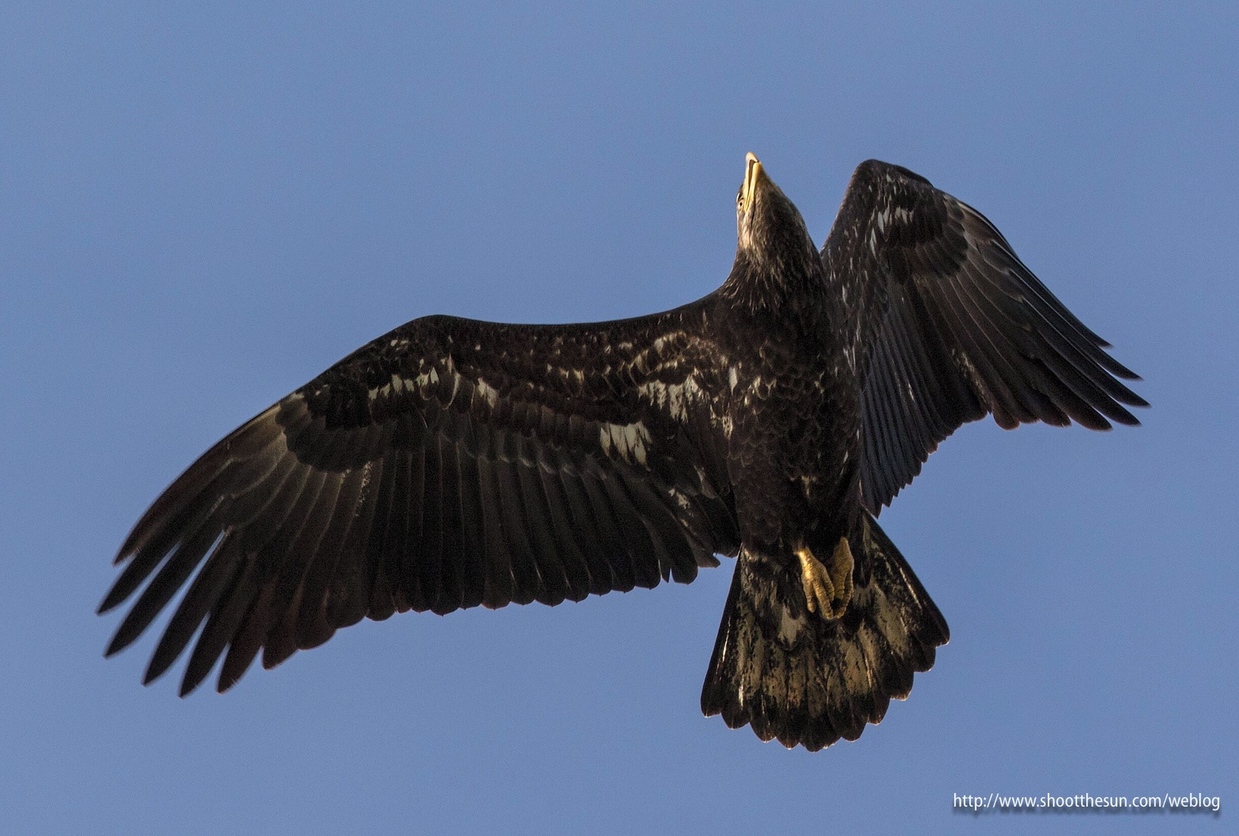 Of course, that doesn't mean they can't strike terror into pretty much anything that gets in their way.