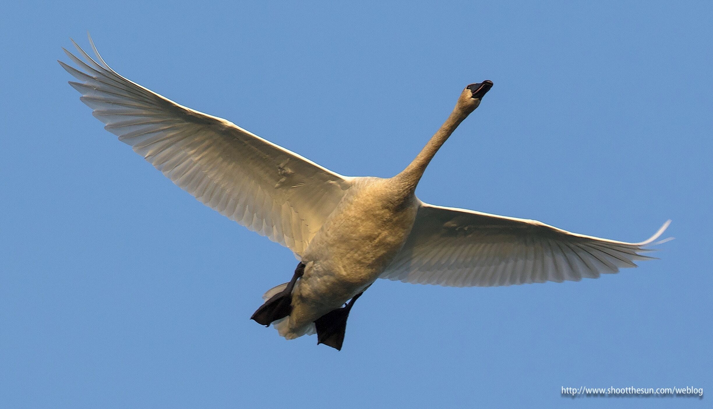 Soaring Swan gliding over in formation.