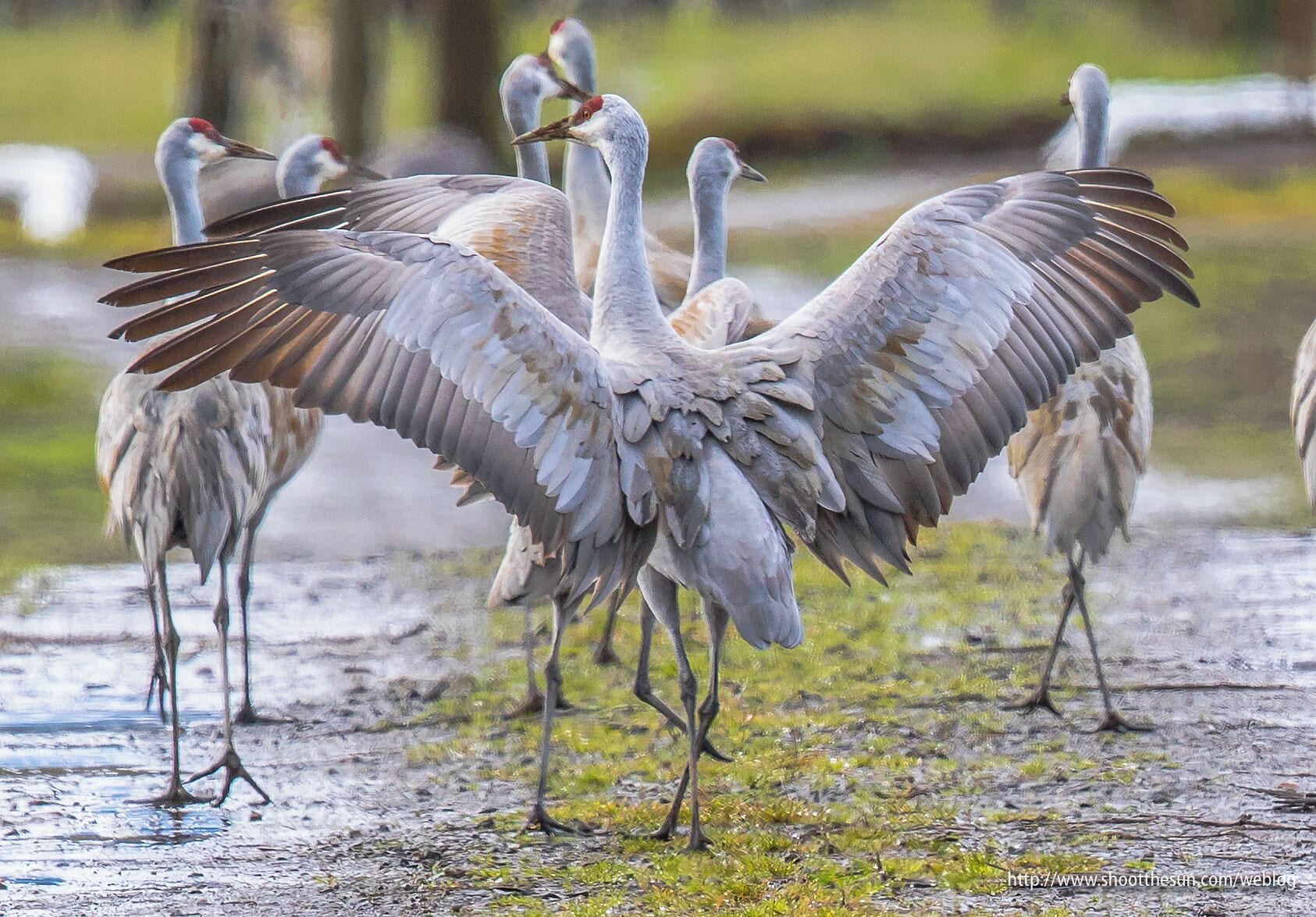 A group of white birds with red crowns standing in a muddy area with sparse grass.