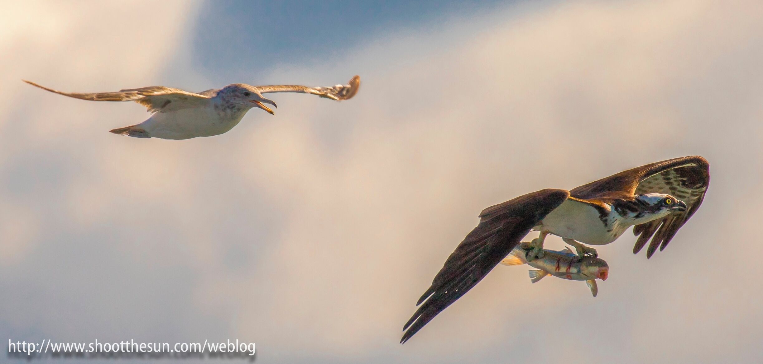 Mr. O races back to the nest with a freshly-obtained fish, followed in hot pursuit by a Grey Gull, from whom he has apparently stolen it.