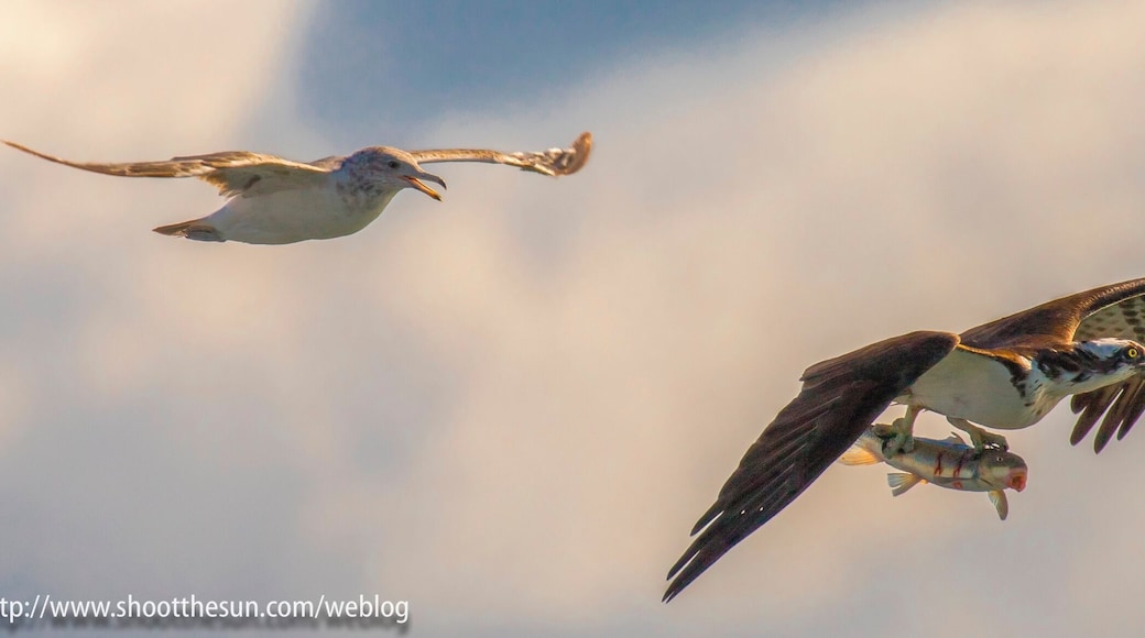 Mr. O races back to the nest with a freshly-obtained fish, followed in hot pursuit by a Grey Gull, from whom he has apparently stolen it.