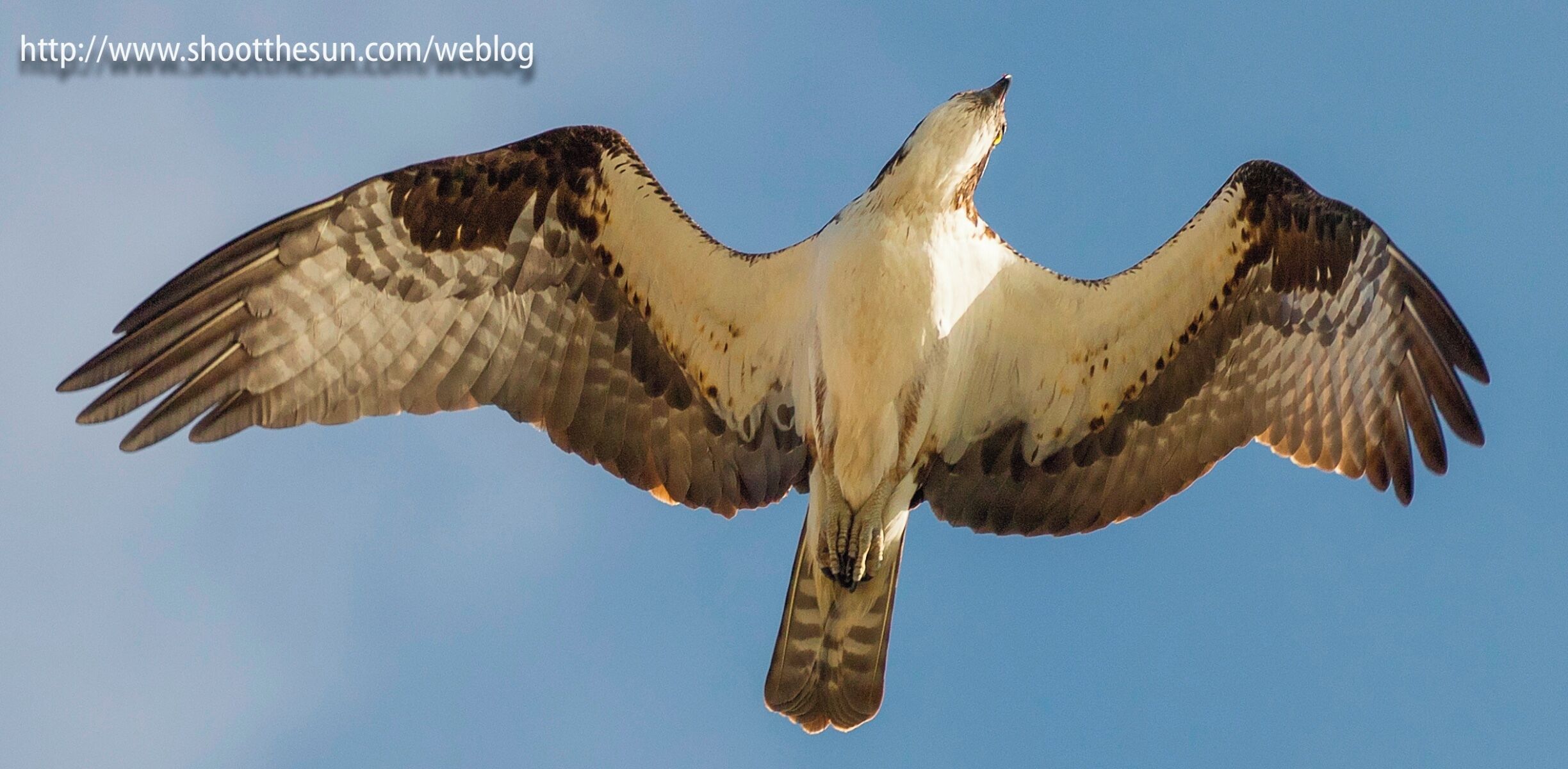 Osprey

Here's the part I didn't tell you.  The mother came out of the nest to help ward off the intruder as well.  The chicks are apparently large enough now that the parents feel secure leaving them for a short while in case of emergencies.

She wasn't gone long, though.  And the chicks completely disappeared from view while she was away.