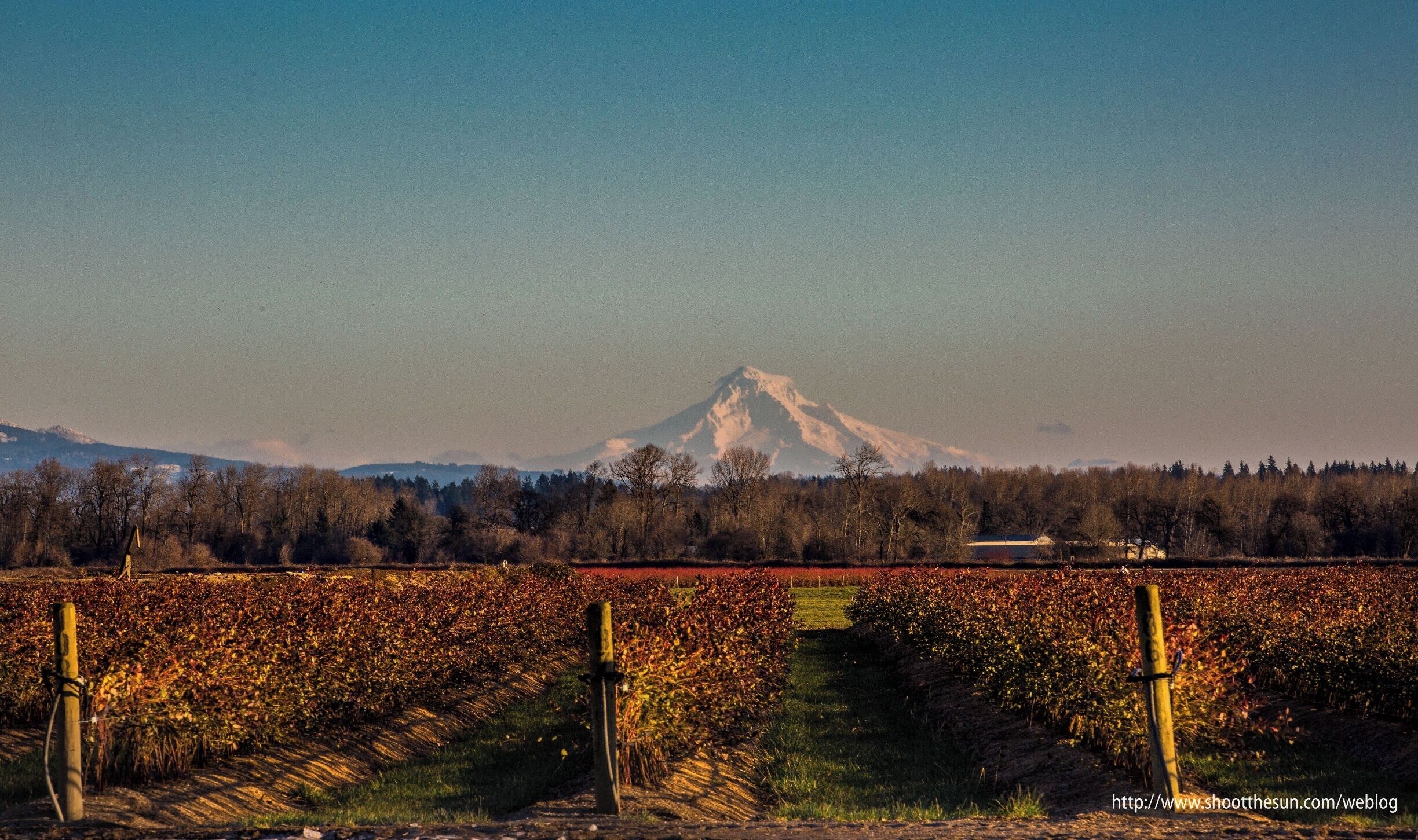 A vineyard with rows of grapevines and a mountain in the background.
