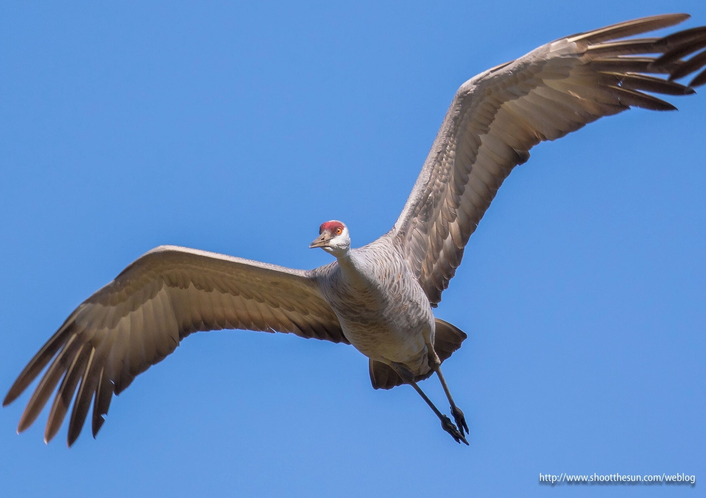 The Sandhill Cranes are rapidly leaving the area to return to their nesting grounds up north.  Some will remain at the wildlife refuge and up near Woodland, where they have made a permanent home.  But these groups will be nesting, and remain as isolated as possible from human contact.  We'll have to wait until fall to see them in these massive numbers again.