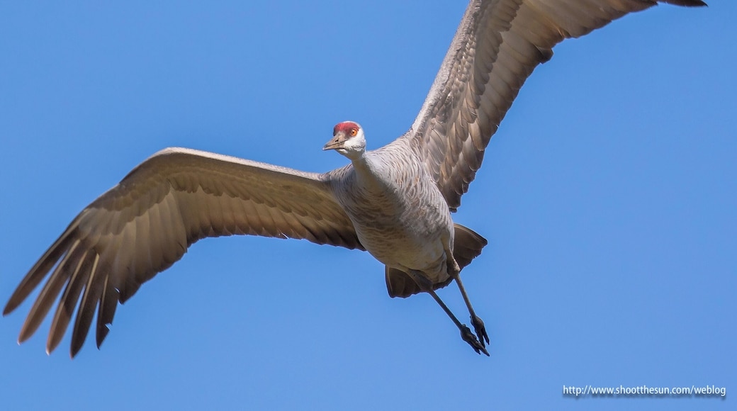 The Sandhill Cranes are rapidly leaving the area to return to their nesting grounds up north. Some will remain at the wildlife refuge and up near Woodland, where they have made a permanent home. But these groups will be nesting, and remain as isolated as possible from human contact. We'll have to wait until fall to see them in these massive numbers again.