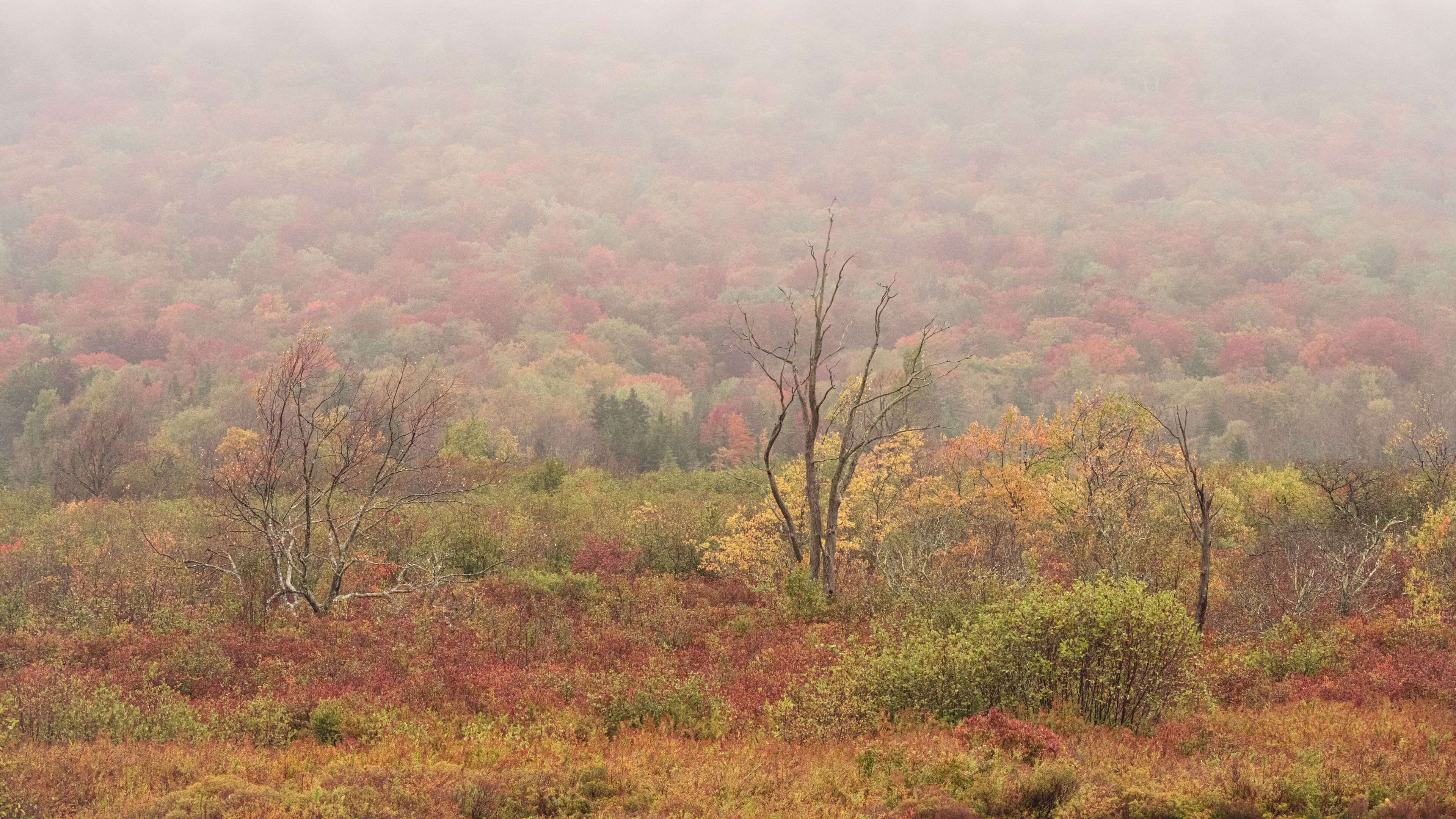 USA, West Virginia, Canaan Valley State Park. Fog on forest in autumn.