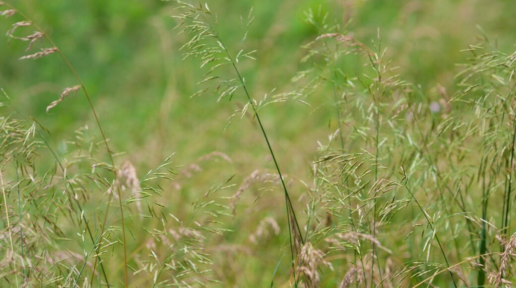Canaan Valley qui includes scĂšnes tranquilles