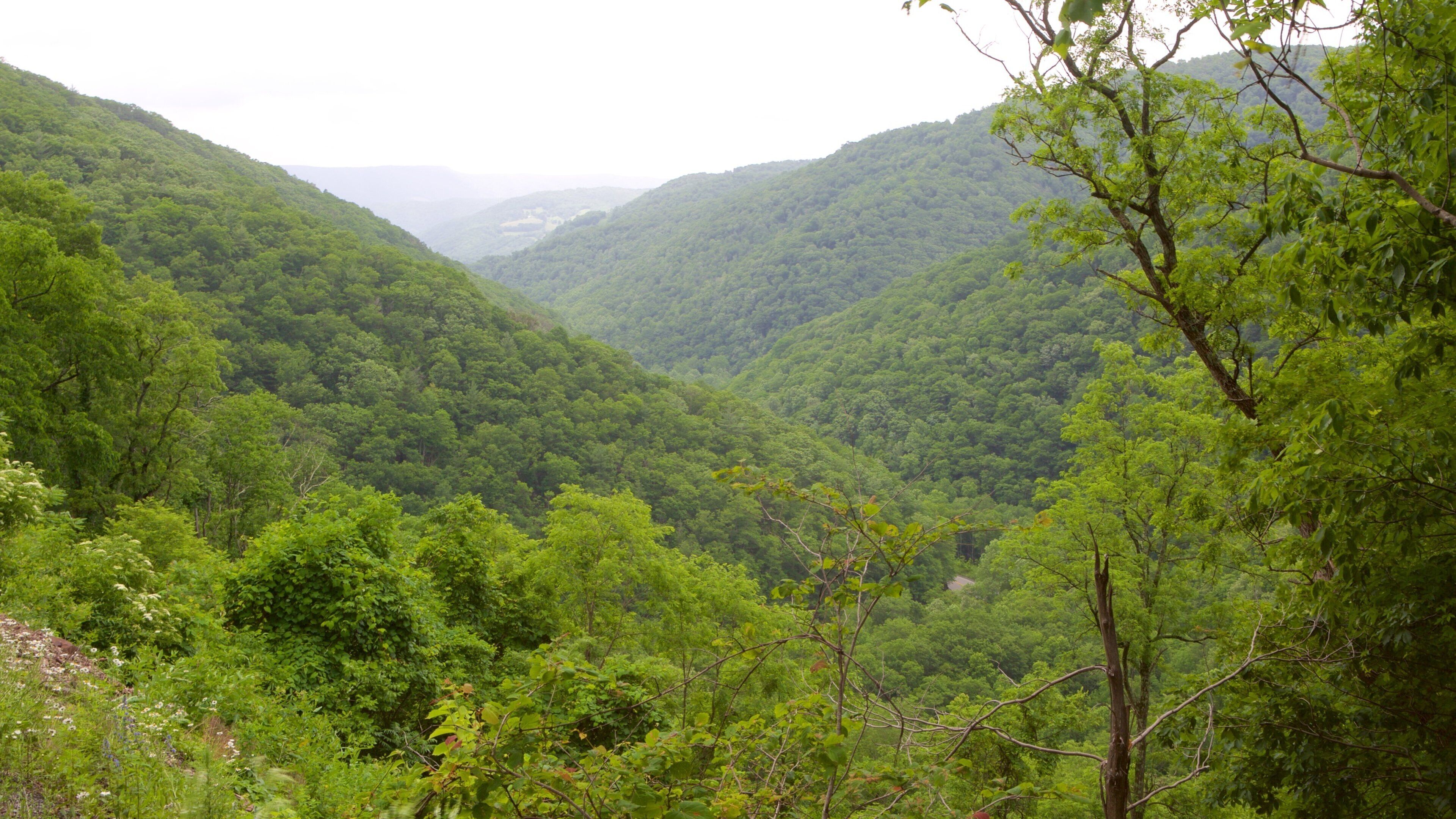 Canaan Valley mettant en vedette scènes tranquilles et montagnes