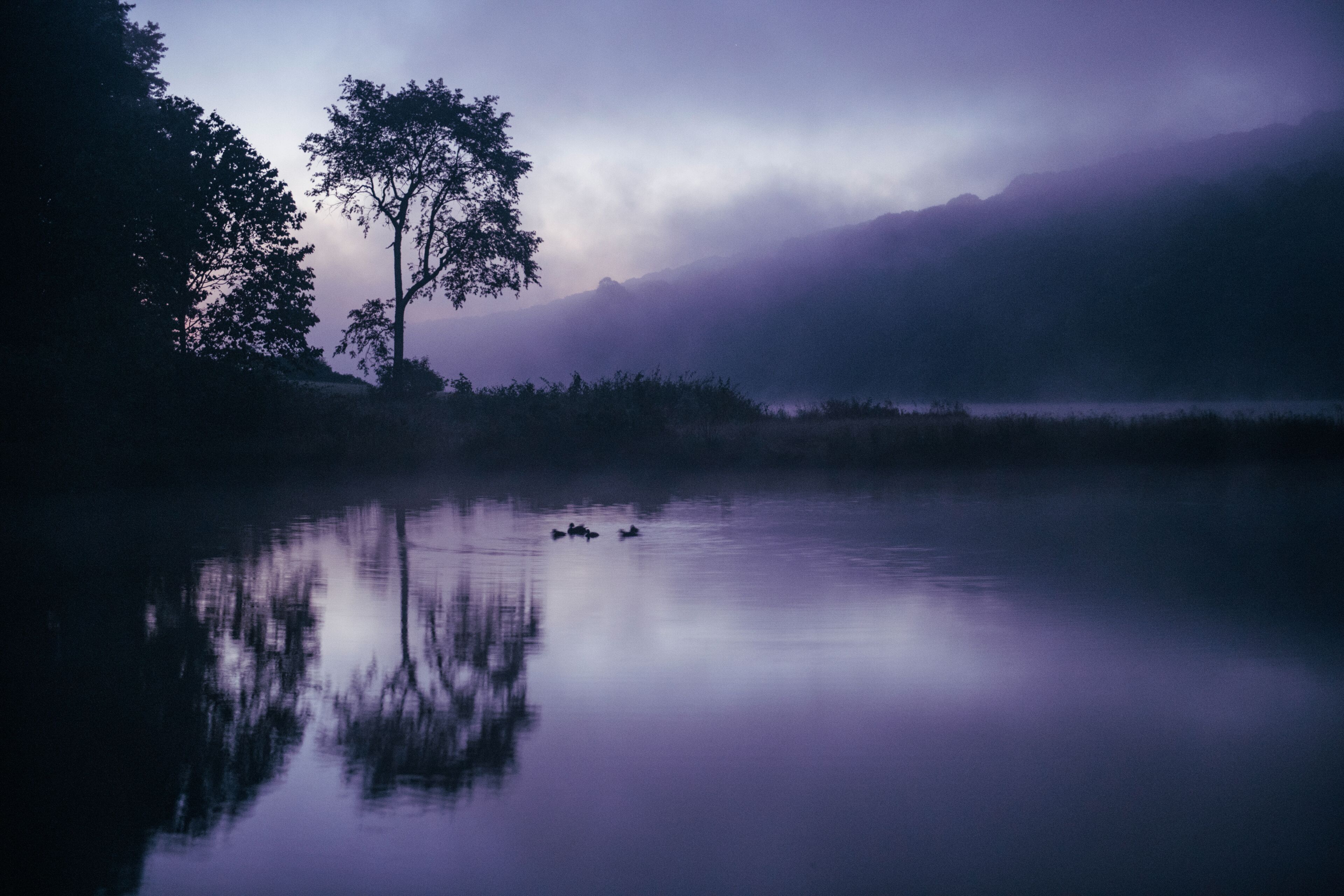 Ducks Swimming in Idyllic WV Lake during Foggy Colorful Sunrise