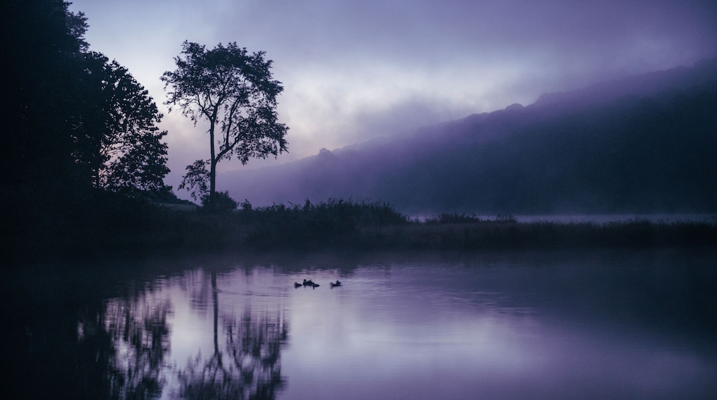 Ducks Swimming in Idyllic WV Lake during Foggy Colorful Sunrise