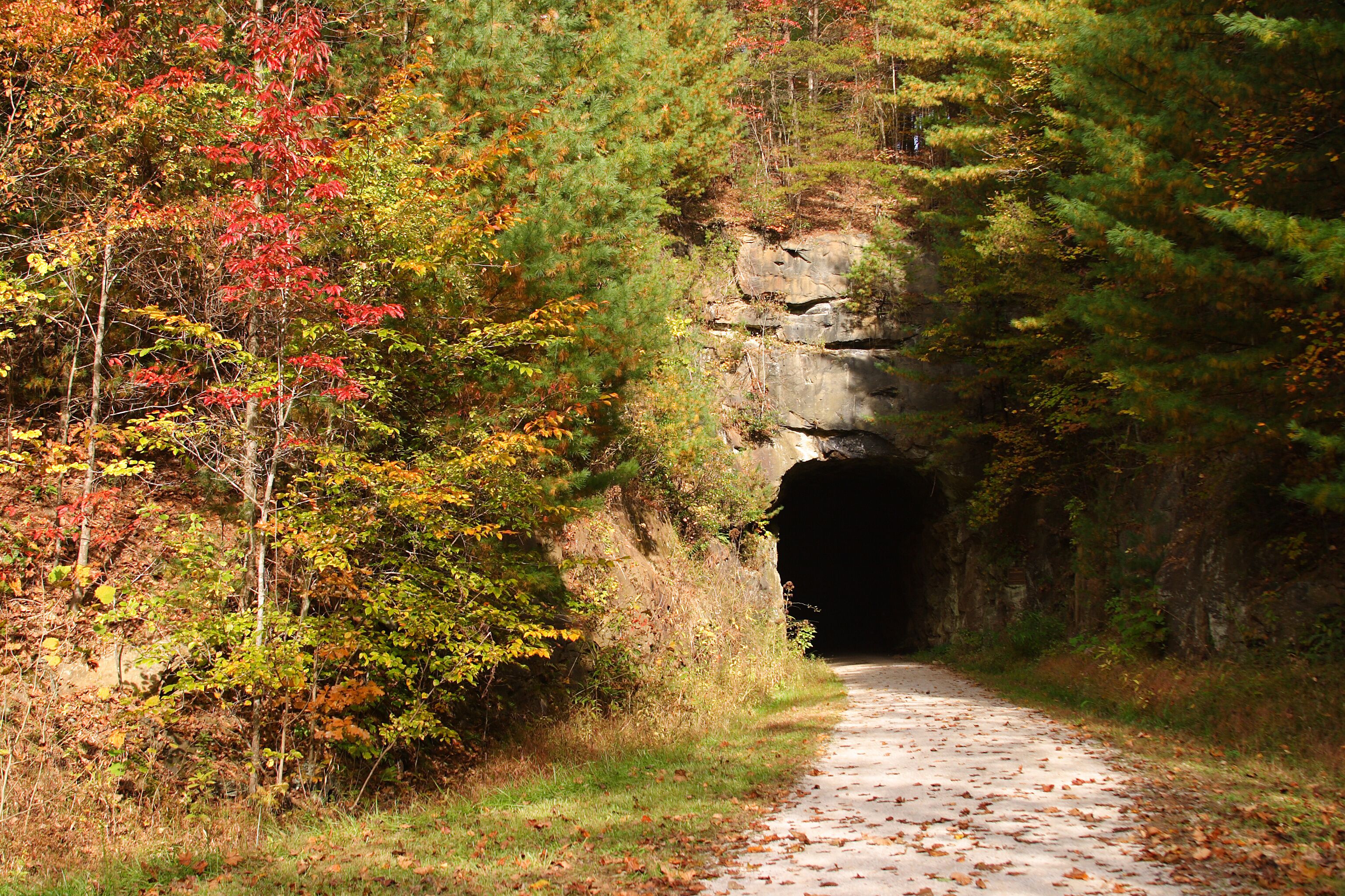 A forested path leading to a tunnel.