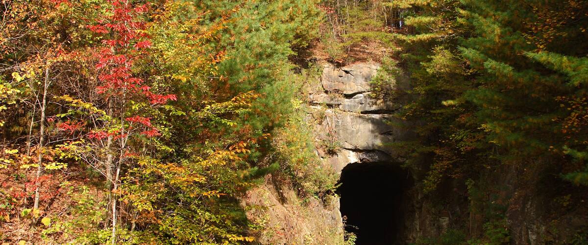 A forested path leading to a tunnel.