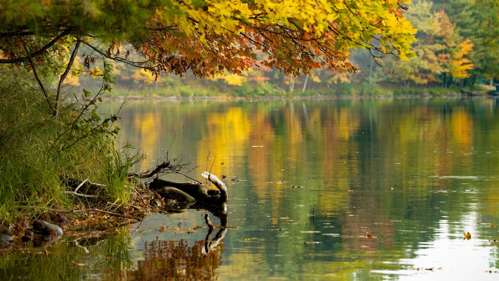 Colorful autumn leaves reflecting on the calm water of Spring Lake in Barron County Wisconsin. Selective focus, foreground blur, background blur. Copy space