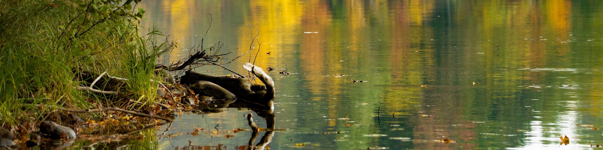 Colorful autumn leaves reflecting on the calm water of Spring Lake in Barron County Wisconsin. Selective focus, foreground blur, background blur. Copy space