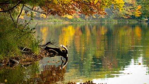 Colorful autumn leaves reflecting on the calm water of Spring Lake in Barron County Wisconsin. Selective focus, foreground blur, background blur. Copy space